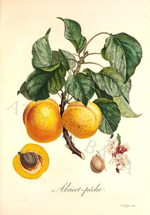 Z herbáře - broskev — foto 2