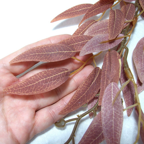 Podzimní ruscus hnědorůžový — foto 2
