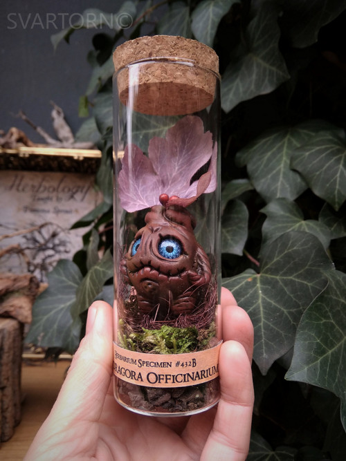 Mandragora — foto 3