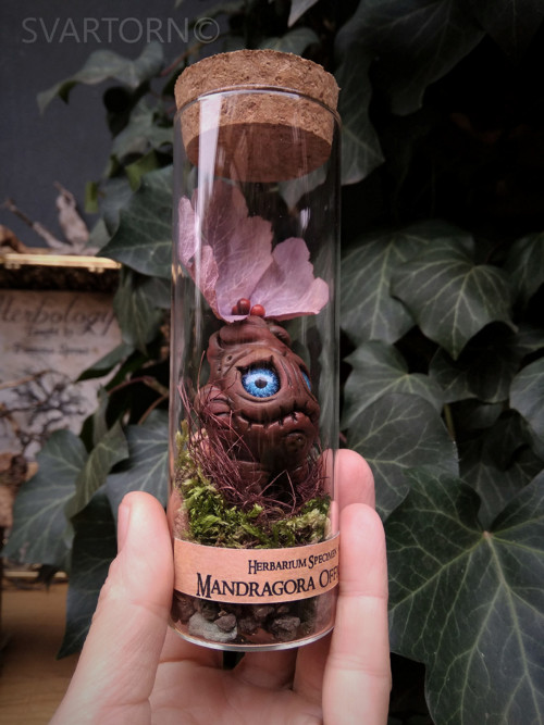 Mandragora — foto 4