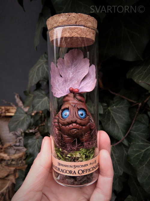 Mandragora — foto 2