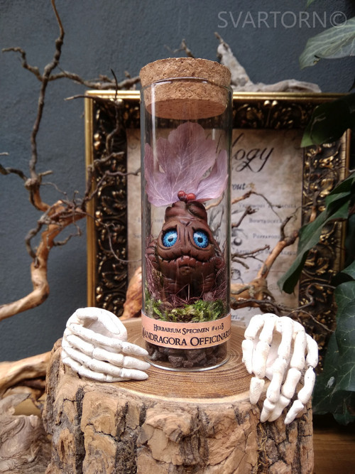 Mandragora — foto 5