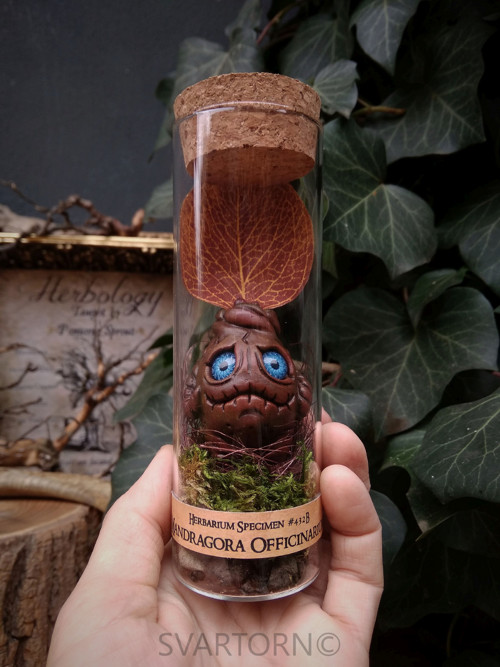 Mandragora — foto 2