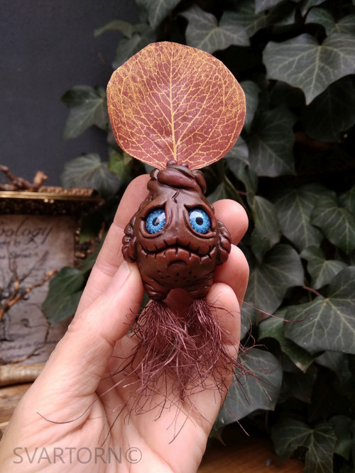 Mandragora — foto 5