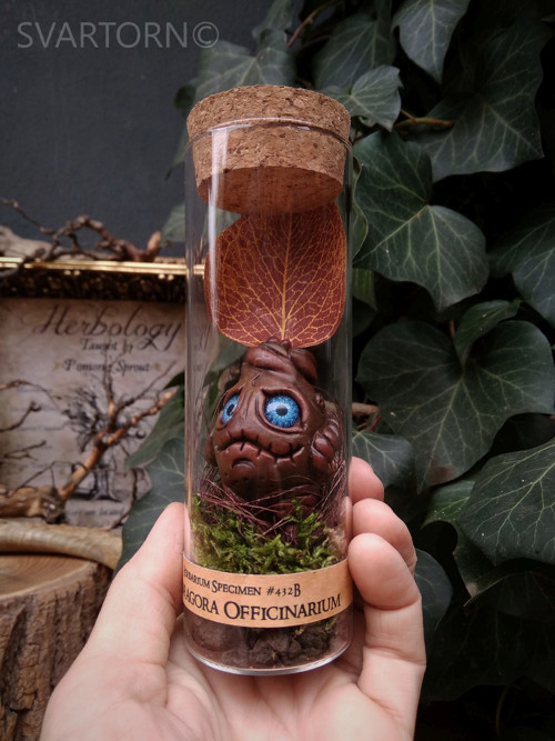 Mandragora — foto 3