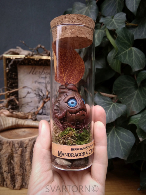 Mandragora — foto 4