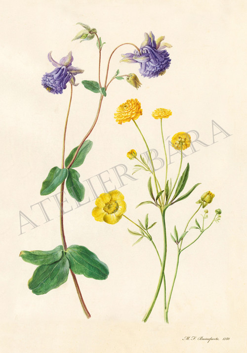 Z herbáře — foto 2