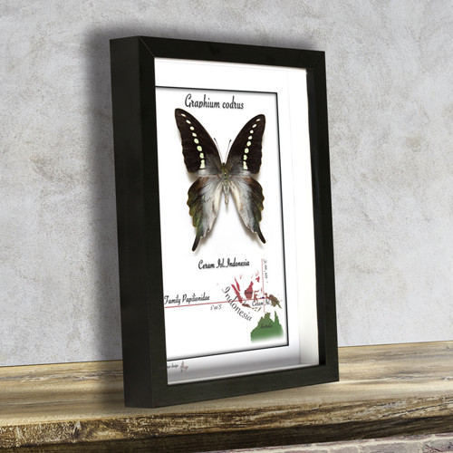 Motýl v rámku-GRAPHIUM CODRUS — foto 2