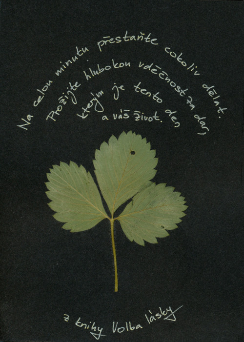 Vděčnost — foto 2