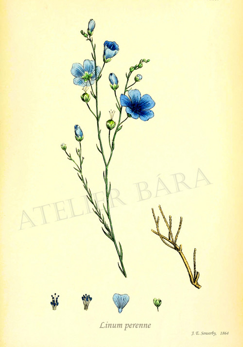 Z herbáře - len — foto 2