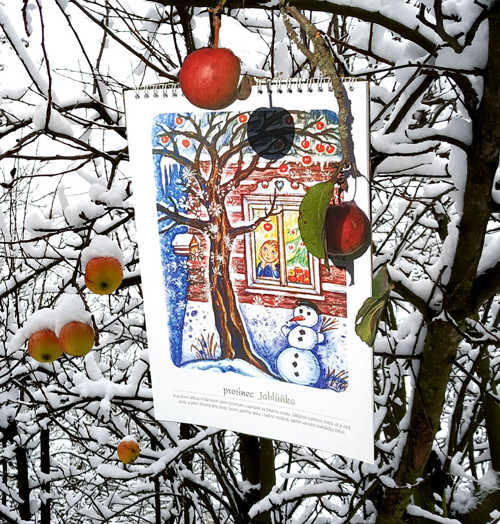Obrázkový kalendář - měsíčník - Očima stromů — foto 4