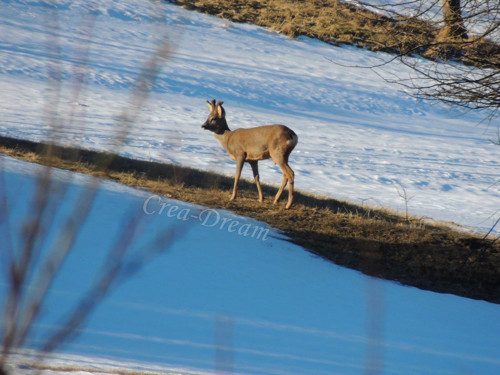 Fotografie - Pššt, ať ji nevyplašíš — foto 2