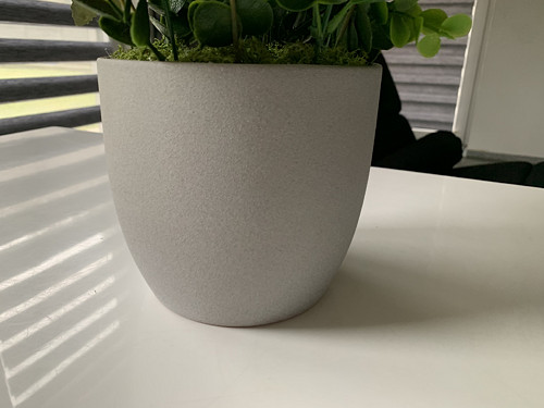 Kamélie — foto 3