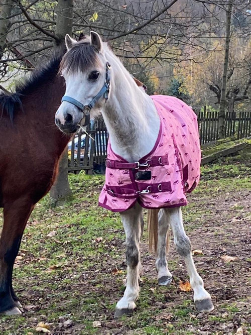 Pony na přání — foto 6