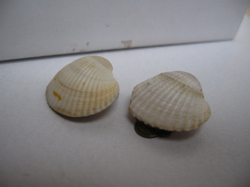 Mušle......naušnice — foto 2