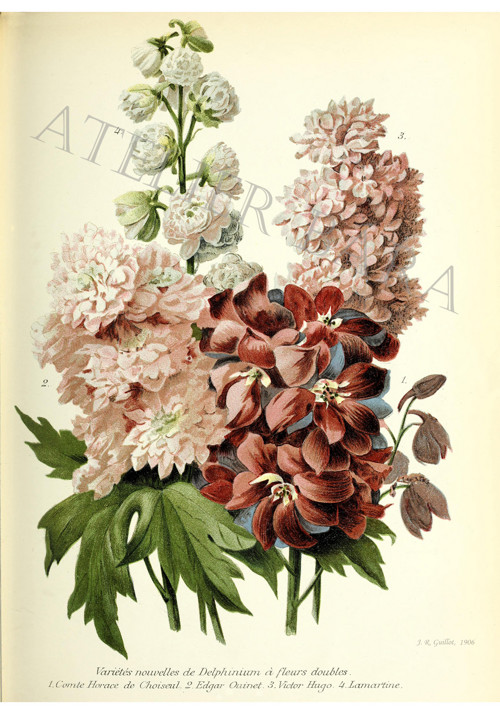 Z herbáře - stračka — foto 2