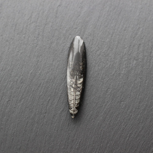 Orthoceras — foto 2