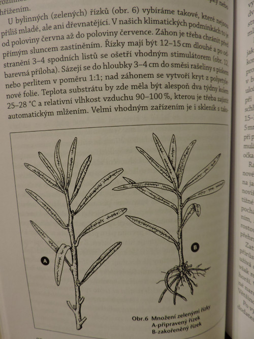 Rakytník Řešetlákový — foto 3