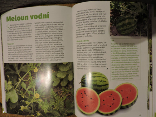 Pěstujeme ze semínek — foto 3