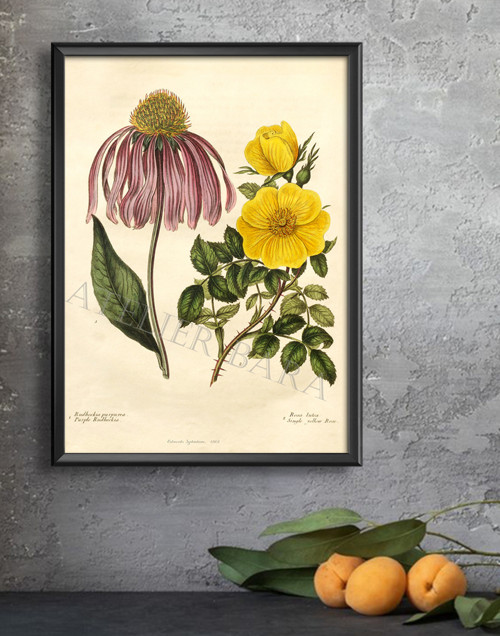 Z herbáře - rudbekie a růže — foto 3