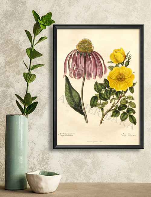Z herbáře - rudbekie a růže — foto 5