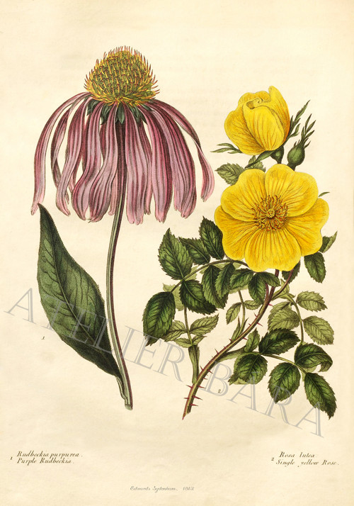 Z herbáře - rudbekie a růže — foto 2