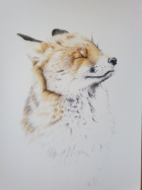 Print: Liška — foto 2