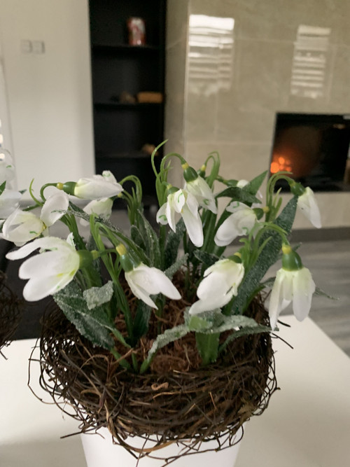 Ledové sněženky II — foto 3
