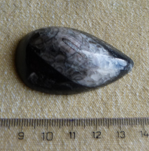 Orthoceras - 5,3 cm — foto 2