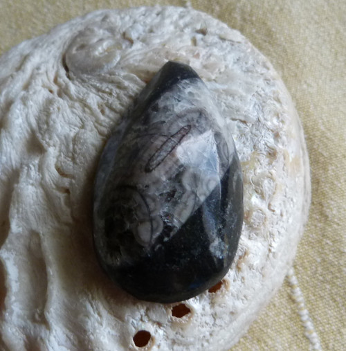 Orthoceras - 5,3 cm — foto 3