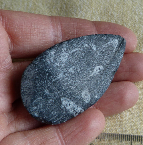 Orthoceras - 5,3 cm — foto 5