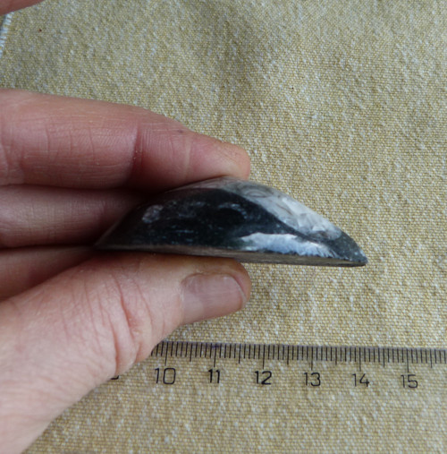 Orthoceras - 5,3 cm — foto 6
