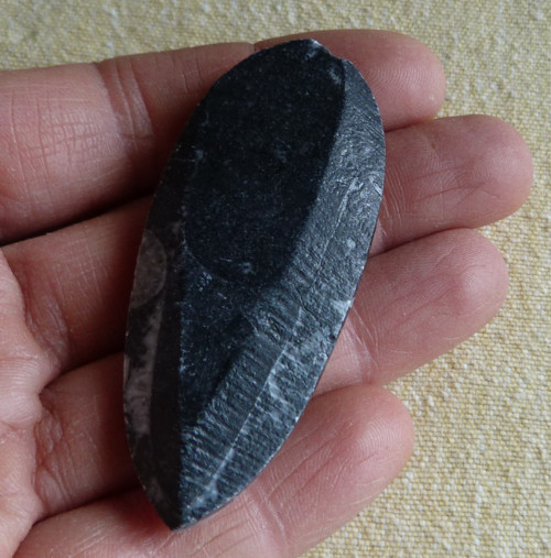 Orthoceras - 6 cm — foto 5
