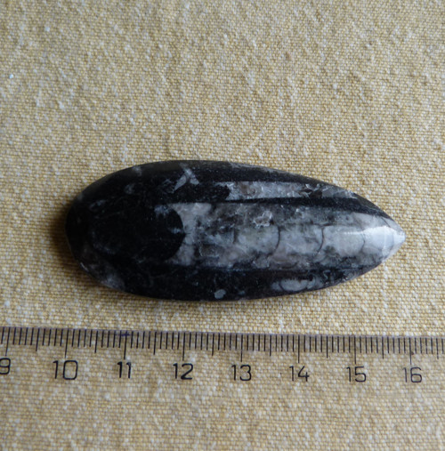 Orthoceras - 6 cm — foto 3