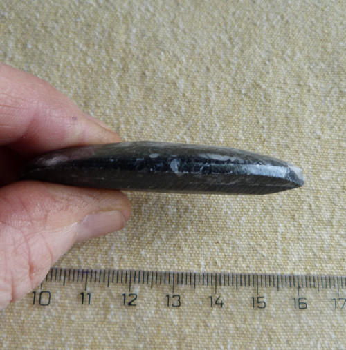 Orthoceras - 6 cm — foto 6