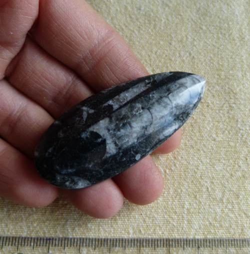 Orthoceras - 6 cm — foto 2