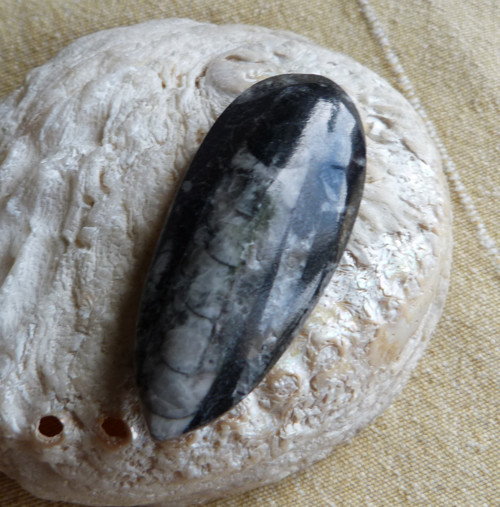 Orthoceras - 6 cm — foto 4