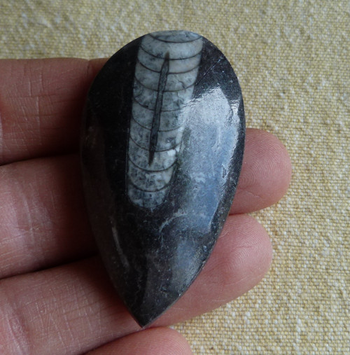 Orthoceras - 5 cm — foto 2