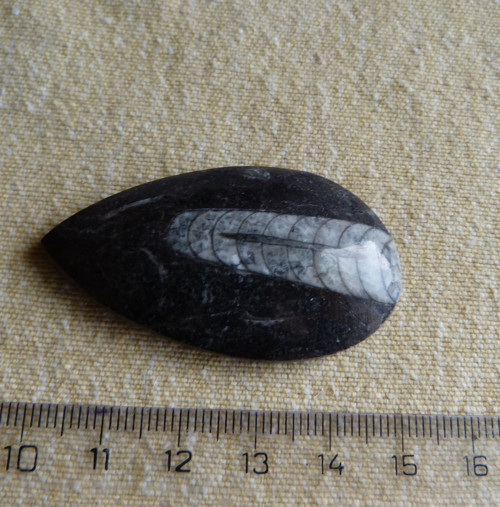 Orthoceras - 5 cm — foto 4