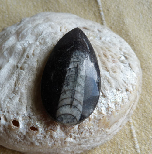 Orthoceras - 5 cm — foto 6