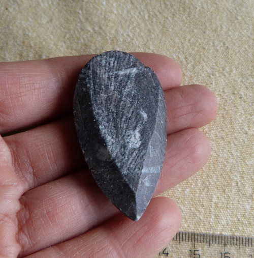 Orthoceras - 5 cm — foto 3