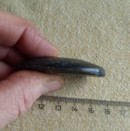 Orthoceras - 5 cm — foto 5