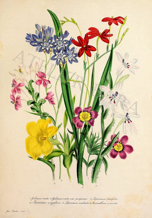 Z herbáře — foto 2