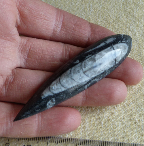 Orthoceras - 7,6 cm — foto 3