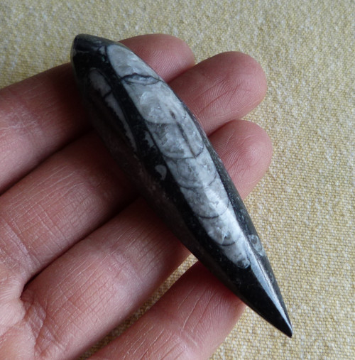 Orthoceras - 7,6 cm — foto 2