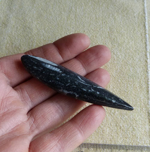 Orthoceras - 7,6 cm — foto 5