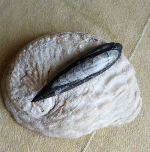 Orthoceras - 7,6 cm — foto 6