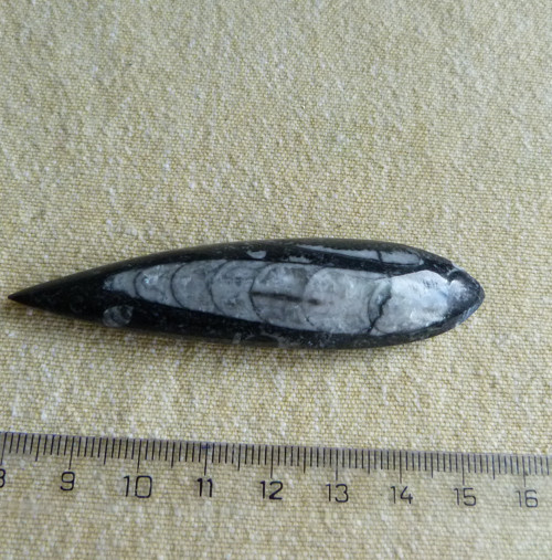 Orthoceras - 7,6 cm — foto 4
