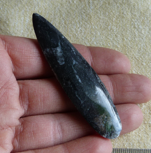 Orthoceras - 7,2 cm — foto 3