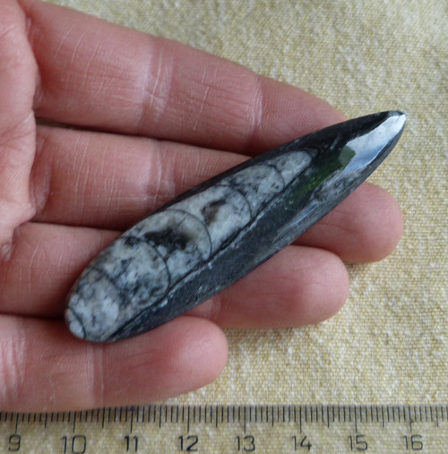 Orthoceras - 7,2 cm — foto 2